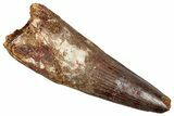 Real Fossil Spinosaurus Tooth - Huge Dinosaur Tooth #351626-1